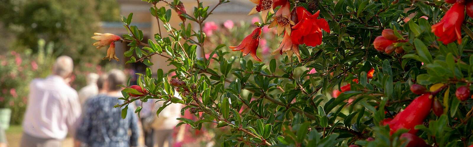 Granatapfelblüte im Park Sanssouci