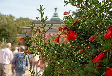 Granatapfelblüte im Park Sanssouci